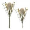 Protea Floral Stem (Set of 2) - 2 of 3