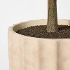 Shady Lady Tree in Ceramic Pot - Threshold™ designed with Studio McGee - image 4 of 4