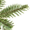 Alpine Balsam Fir Tree - 4 of 4