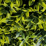 lucky bamboo leaves