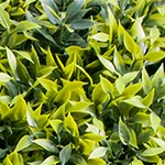 lucky bamboo leaves