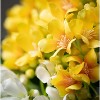 Sullivans Artificial Sunny Bright Flowering Stems Set of 2, 22"H Multicolored - 2 of 3