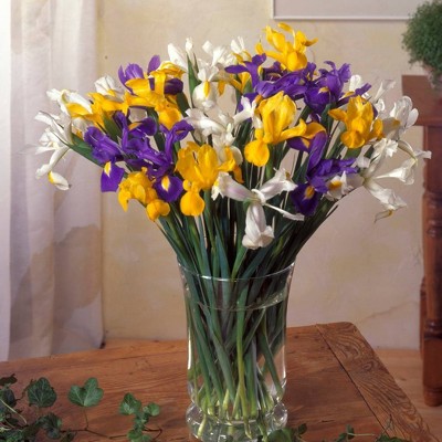 25ct Dutch Iris Mixed Mammoth Bulbs - Van Zyverden