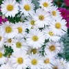 Van Zyverden 5ct Aster White Ladies Roots - 2 of 4