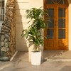 DR.Planzen UV Resistant Artificial 6-7FT Tall Pre Potted Dracaena Tree with White/Brown Tall Square Planter for Indoor Outdoor House Home Decor - 4 of 4