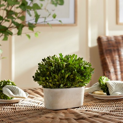 Green Boxwood Topiary in White Ceramic Pot