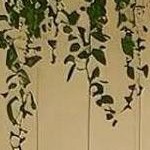 wood color