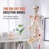 VEVOR Human Skeleton Model for Anatomy, 71.65" Life Size, Accurate PVC Anatomy Skeleton Model with Ligaments, Movable Arms, Legs & Jaw - 3 of 4