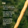 Brazos - Brazos 55 Twisted Trail Blazer Walking Stick, Brown - 2 of 3