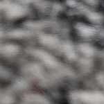 light gray, medium gray, off white, rust, charcoal