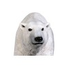 Design Toscano The Polar Bear on the Prowl Statue - 4 of 4