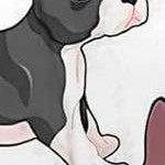 boston terrier dog-white