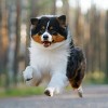 Blue Buffalo Life Protection Formula Natural Adult Dry Dog Food with Chicken and Brown Rice - 4 of 4