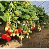 I Heart Hydros Fresh Hydroponically-Grown Strawberries - 1lb - 2 of 3