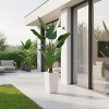 4.8FT Artificial Banana Tree,Fake Potted Tropical Tree,Decorative Evergreen Tropical Plant with White Tall Planter for Living Room Entryway Porch - 3 of 4