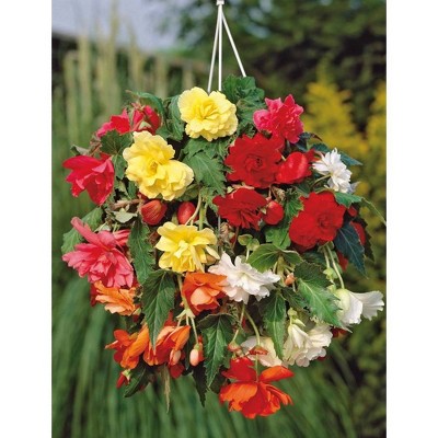 Van Zyverden Set of 5 Hanging Basket Begonias Mixed Colors Bulbs
