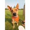 Qraftsy 3 Pack Solid Cotton Pet Bandana Triangle Bibs  - Small & Medium Pets - 3 of 3