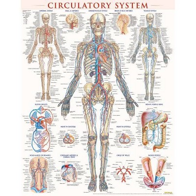 Circulatory System Poster (22 X 28 Inches) - Laminated - by  Vincent Perez