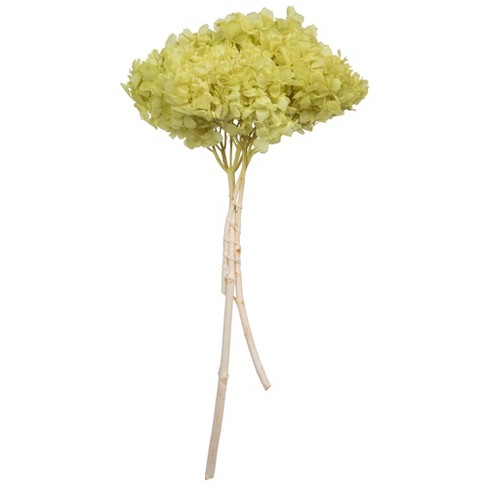 Vickerman 15” Apple Green Hydrangea With Multiple Branch Segments ...