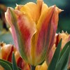 Van Zyverden 12ct Bulbs Tulips Artist - 2 of 4
