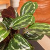 Live 6" Calathea Medallion Houseplant in Chai Planter - image 4 of 4