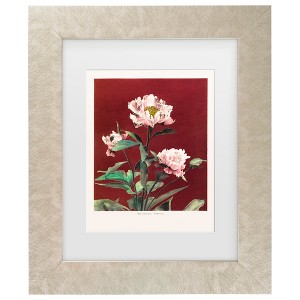 Trademark Fine Art - Pictufy  HAbrdaceous Peony no2 Matted Framed Art - 1 of 4