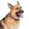 Country Brook Petz HossFit Jr Wide Deluxe Dog Collar - Paisley Collection - 2 of 4