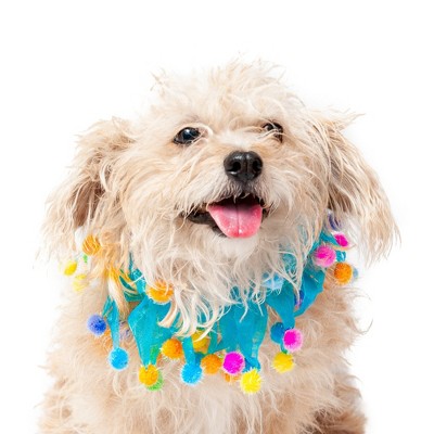 Pom Pom Leash Blue Green — Collar Me Crazee