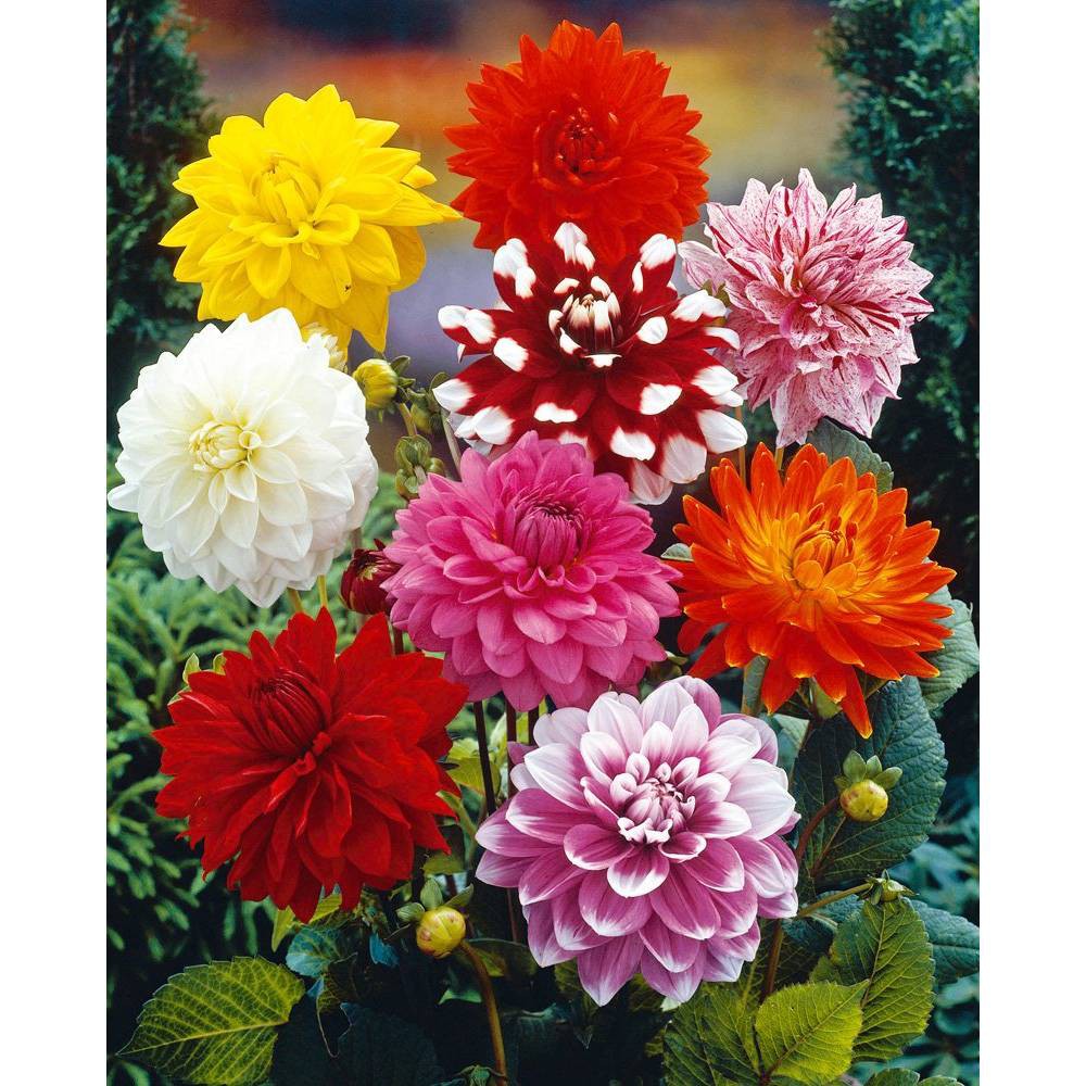 Photos - Garden & Outdoor Decoration Van Zyverden Set of 7 Dahlias Decorative Mixed Bulbs
