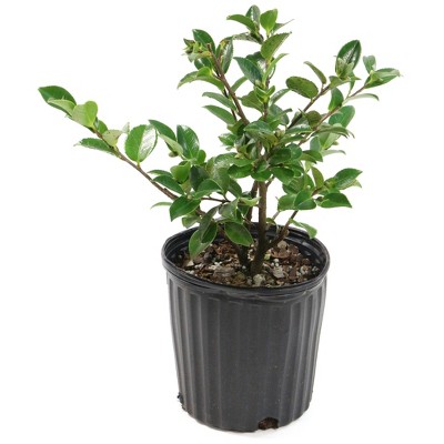 2.5qt Shi Shi Camellia Sasanqua Plant with Pink Blooms - National Plant Network