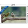 Trends International The Comedy Wildlife Photography Awards: Jacek Stankiewicz - Dispute Framed Wall Poster Prints - 3 of 4