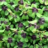 National Plant Network Live Outdoor Hummingbird Garden Assorted Bulbs - 40ct - 4 of 4