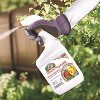 Captain Jack's Tomato & Vegetable Organic 3 in 1 Garden Insect Spray Liquid, Ready-to-Use - 32 fl oz - 2 of 4
