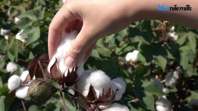 Navy Blue Egyptian Cotton Hand Towel Set of 4