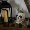 Northlight LED Lighted Succulent Halloween Skull Planter - 8.75" - 3 of 4