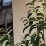 blue cushion/gray wicker