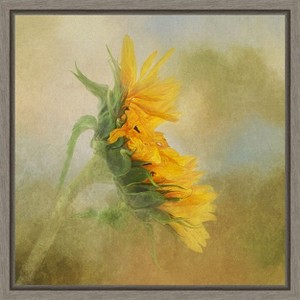 Amanti Art Fading Sunflower by Gaille Gray Canvas Wall Art Print Framed 16 x 16-in. - 1 of 4