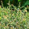 National Plant Network Live Outdoor Dwarf Yaupon Holly Plant - 1ct 1gal - 4 of 4
