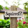 Slickblue Squirrel!? Text Sign, 3.5x10 Rustic Pine Wood Plaque, Hanging or Shelf Decor Sign, Multiple Colors - 2 of 3