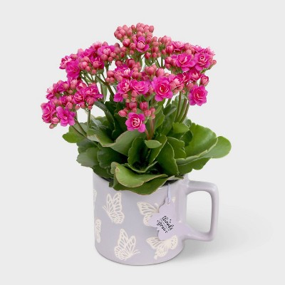 4" Butterfly Mug with Live Calandiva - Good Little Garden™
