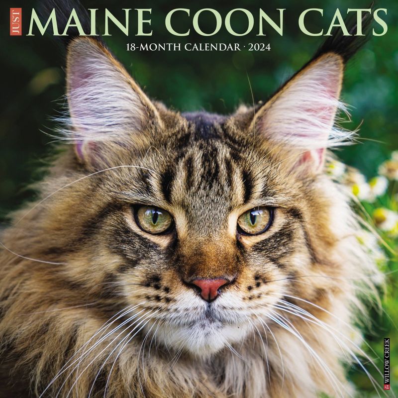 Willow Creek Press 2024 Wall Calendar 12&#34;x12&#34; Just Maine Coon Cats, 1 of 4