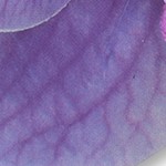ombre purple