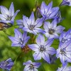 National Plant Network Live Outdoor Hummingbird Garden Assorted Bulbs - 40ct - 3 of 4