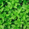 Burpee Herb ' Spearmint' 1pc Seasonal Grown In All U.S.D.A. Hardiness Zones National Plant Network 4" - 4 of 4