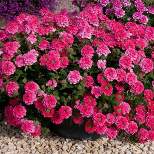 2.5qt. EnduraScape Hot Pink Verbena Plant with Pink Blooms - National Plant Network