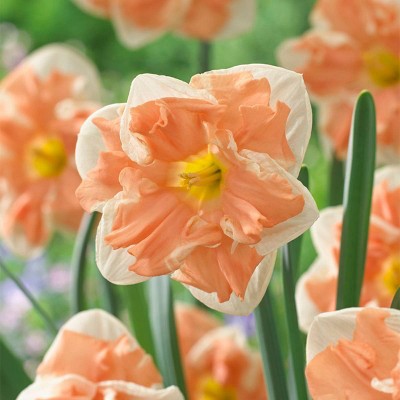 12ct Daffodils Apricot Whirl Bulbs - Van Zyverden