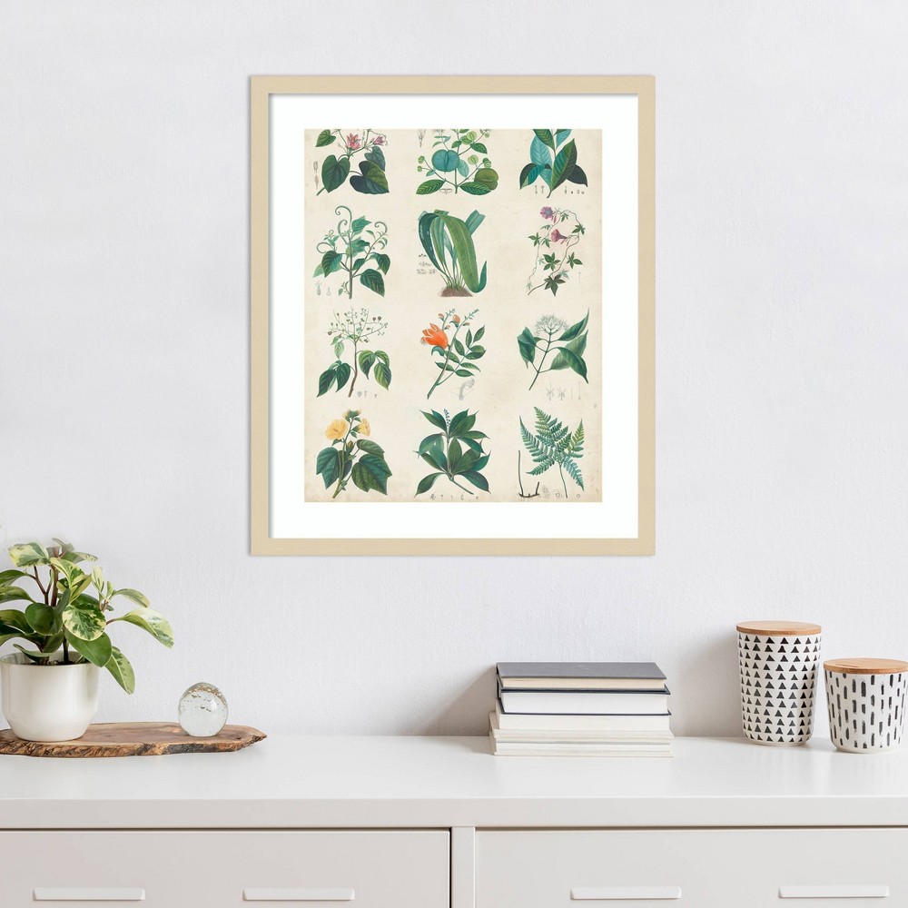 Photos - Other Decoration Amanti Art 21"x25" Botanical Schema II by Vision Studio Wood Framed Wall Art Print