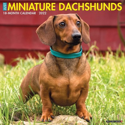 2022 Wall Calendar Just Miniature Dachshunds - Willow Creek Press