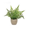 Melrose Potted Fern Plant (Set of 3) - 4 of 4