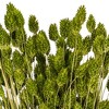 Vickerman 26" Dried Phalaris Bunch, 7 oz - 2 of 3
